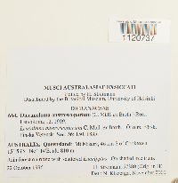 Media resource of Dicranoloma austro-scoparium