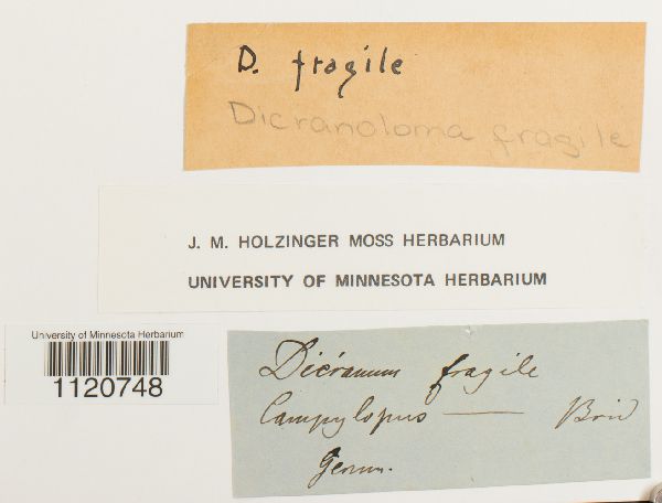 Dicranum psathyrum image