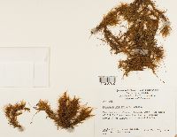 Dicranoloma billardierei image