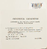 Dicranoweisia cirrata image