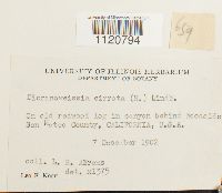 Dicranoweisia cirrata image