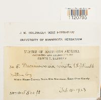 Dicranoweisia cirrata image