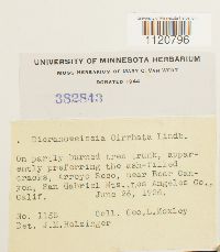 Dicranoweisia cirrata image