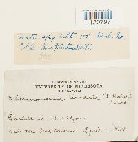 Dicranoweisia cirrata image