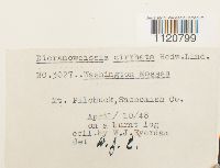 Dicranoweisia cirrata image