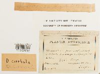 Dicranoweisia cirrata image