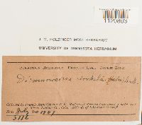 Dicranoweisia cirrata image