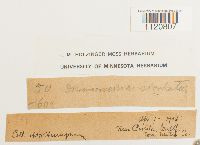 Dicranoweisia cirrata image