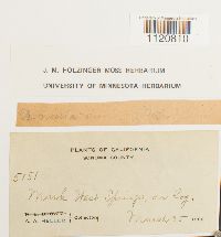 Dicranoweisia cirrata image