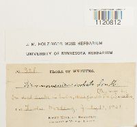 Dicranoweisia cirrata image