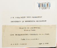 Dicranoweisia cirrata image