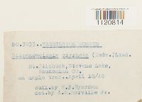 Dicranoweisia cirrata image