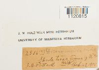 Dicranoweisia cirrata image