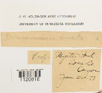 Dicranoweisia cirrata image