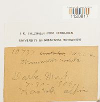 Dicranoweisia cirrata image