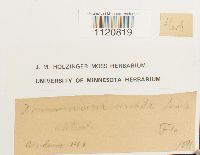 Dicranoweisia cirrata image