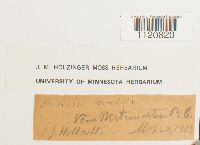 Dicranoweisia cirrata image