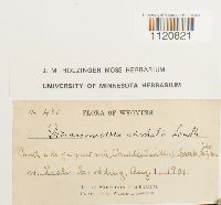 Dicranoweisia cirrata image