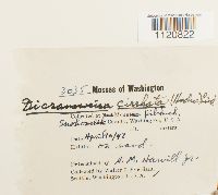 Dicranoweisia cirrata image