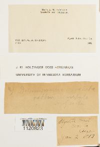 Dicranoweisia cirrata image