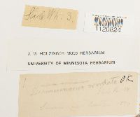 Dicranoweisia cirrata image