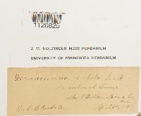 Dicranoweisia cirrata image