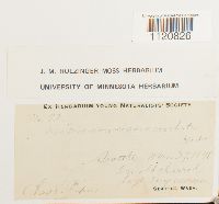 Dicranoweisia cirrata image