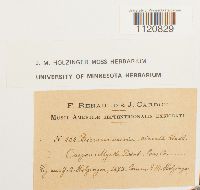 Dicranoweisia cirrata image