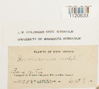 Dicranoweisia cirrata image