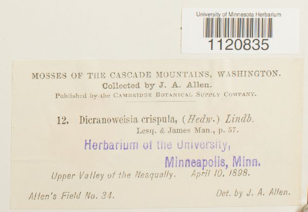 Dicranoweisia crispula image