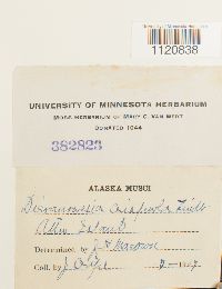 Dicranoweisia crispula image