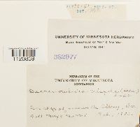 Dicranoweisia crispula image