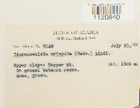 Dicranoweisia crispula image