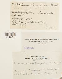 Dicranoweisia crispula image