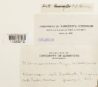 Dicranoweisia crispula image