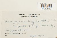 Dicranoweisia crispula image