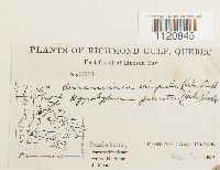 Dicranoweisia crispula image