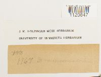 Dicranoweisia crispula image