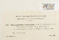 Dicranoweisia crispula image