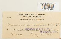 Dicranoweisia crispula image