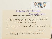 Dicranoweisia crispula image