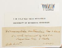 Dicranoweisia crispula image