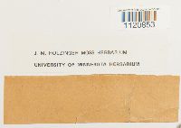 Dicranoweisia crispula image