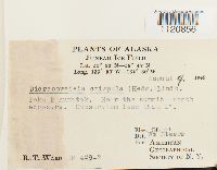 Dicranoweisia crispula image