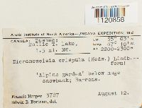 Dicranoweisia crispula image