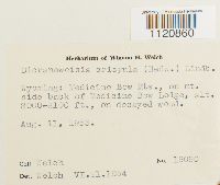 Dicranoweisia crispula image