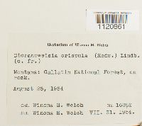 Dicranoweisia crispula image