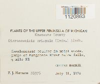 Dicranoweisia crispula image