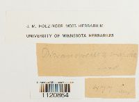 Dicranoweisia crispula image