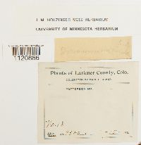 Dicranoweisia crispula image